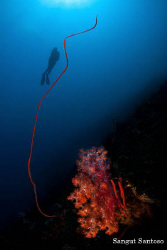 Cling Diver by Sangut Santoso 
